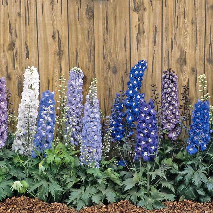 Delphinium Plant 'Magic Fountains Mix'