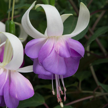 Fuchsia Plant 'Deltas Sarah'