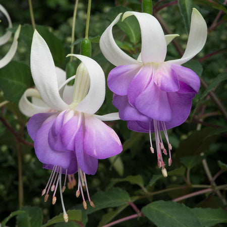 Fuchsia Plant 'Deltas Sarah'