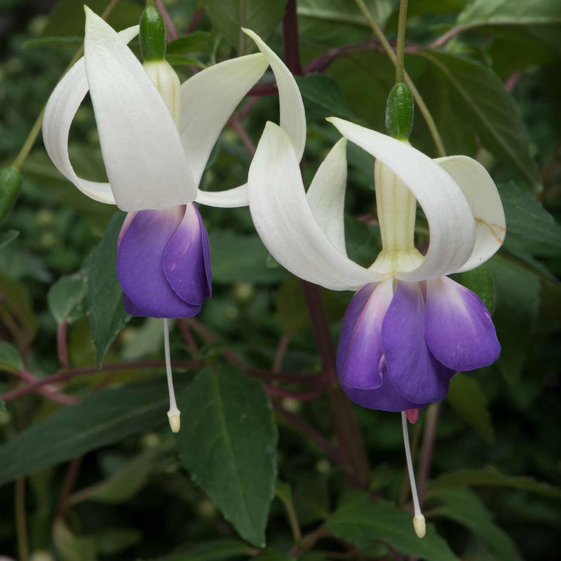 Fuchsia Plant 'Deltas Sarah'