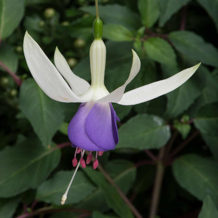 Fuchsia Plant 'Deltas Sarah'