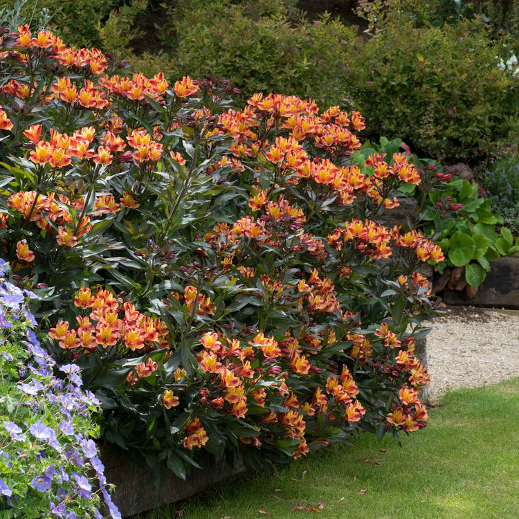 Alstroemeria Plant 'Indian Summer'