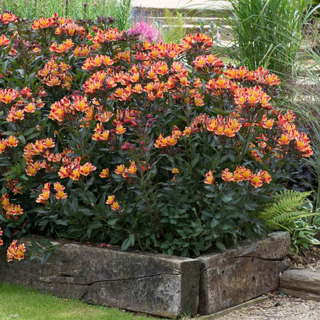 Alstroemeria Plant 'Indian Summer'