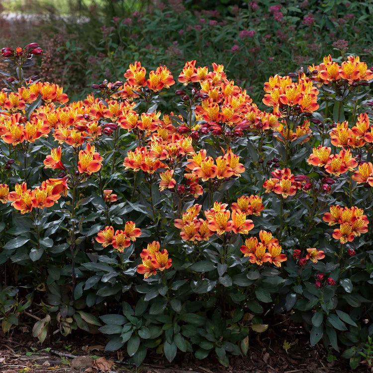 Alstroemeria Plant 'Indian Summer'