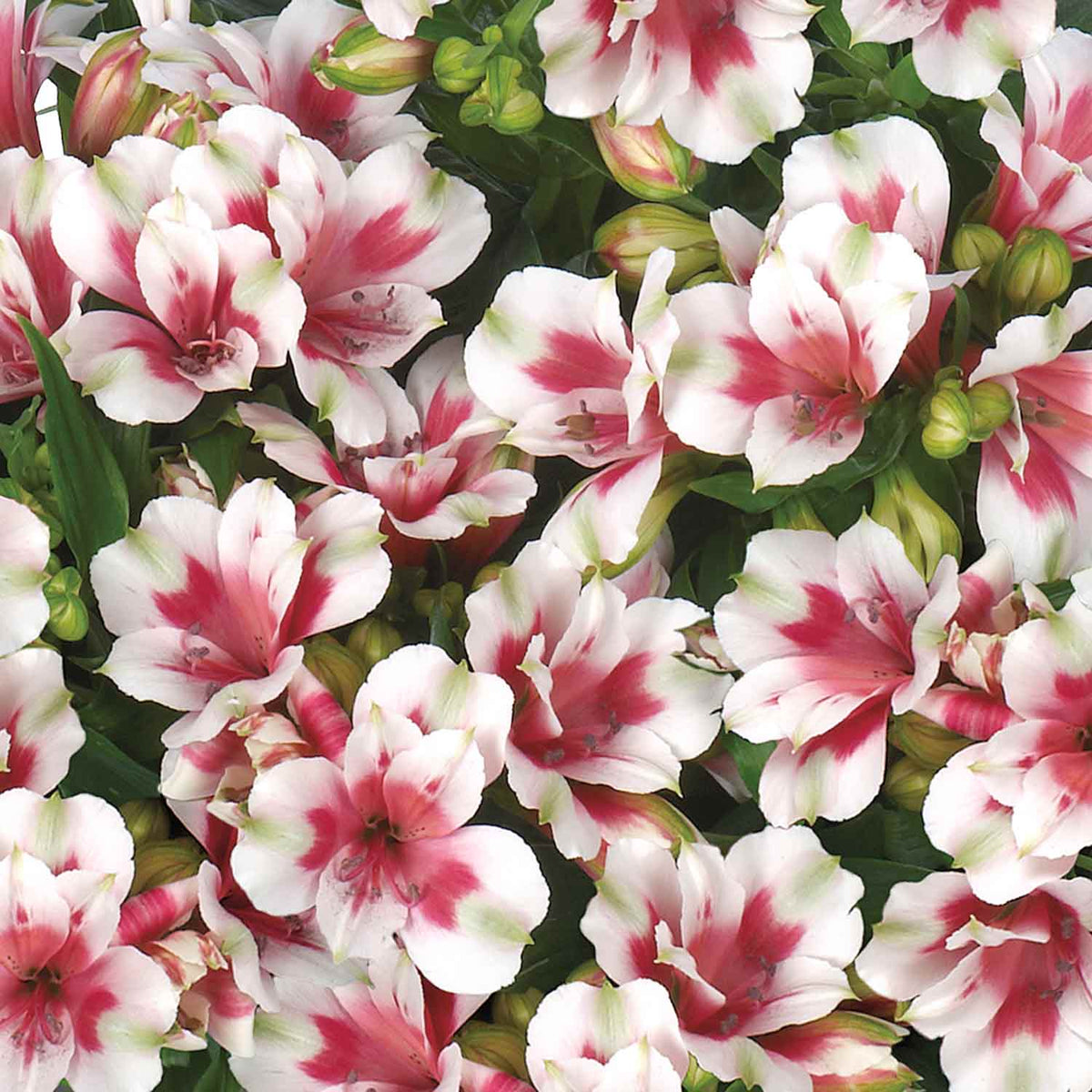 Alstroemeria 'Maya' - 1 Garden Ready Plug | Buy Alstroemeria Plants ...