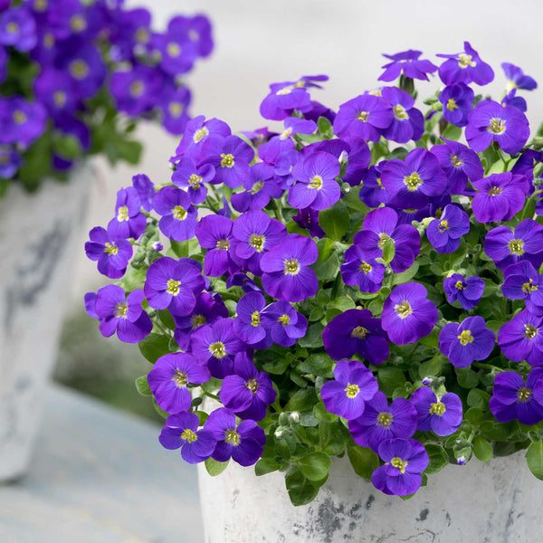 Aubrieta Plant 'Kitte Blue'