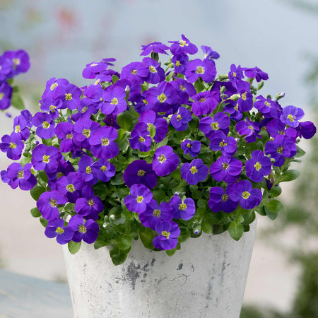 Aubrieta Plant 'Kitte Blue'