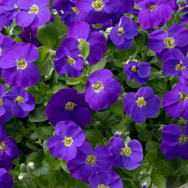 Aubrieta Plant 'Kitte Blue'