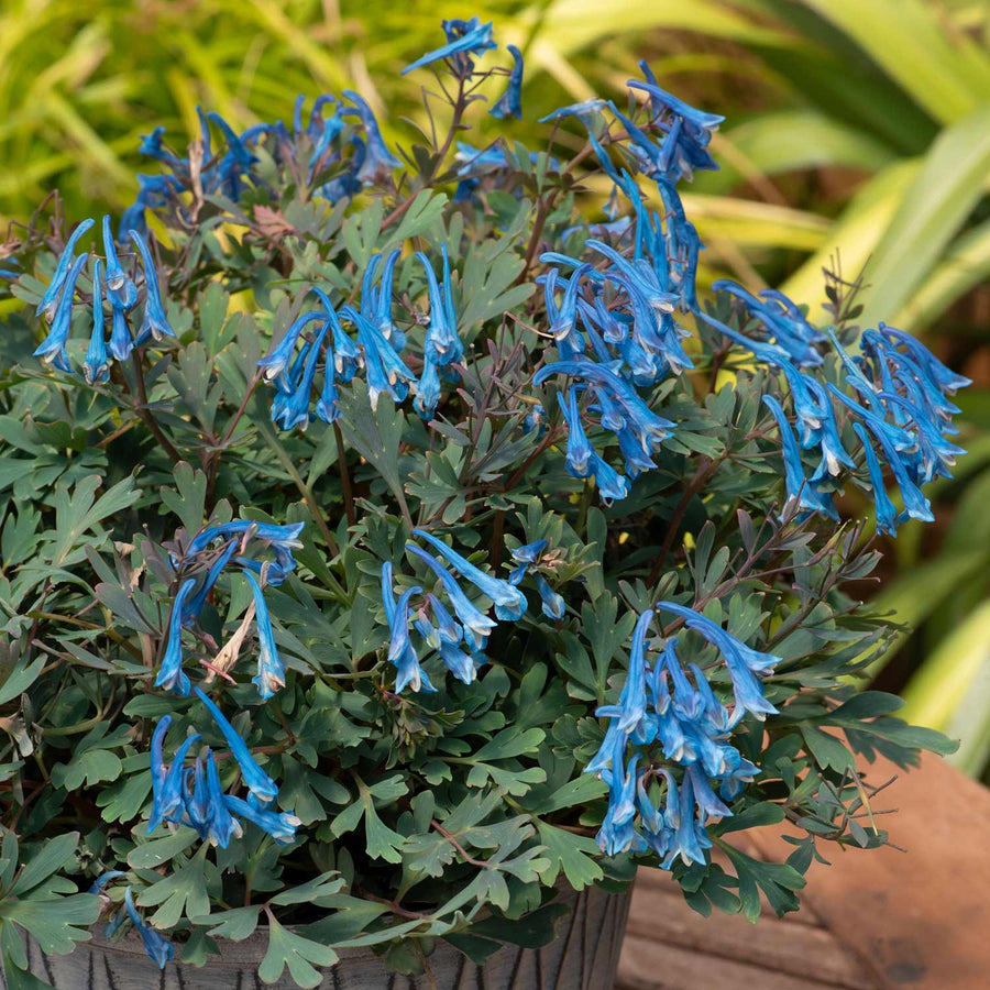 Buy Corydalis Blue Heron - 2Ltr Plants Online | Marshalls – Marshalls ...