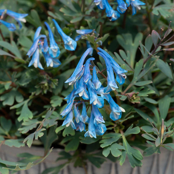 Corydalis Plant 'Blue Heron'