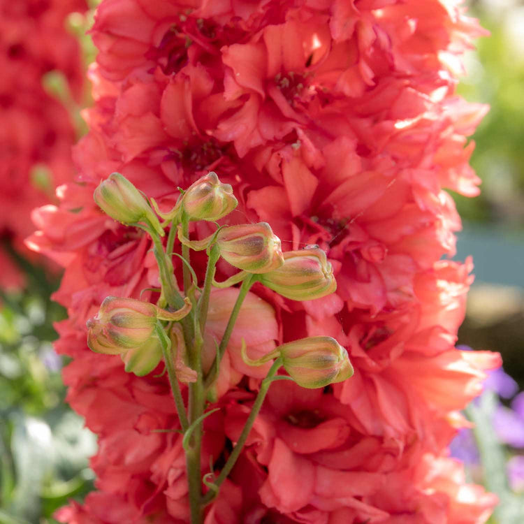 Delphinium Plant 'Red Lark'