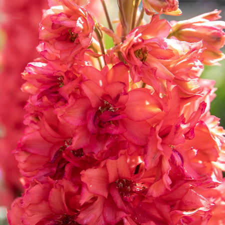 Delphinium Plant 'Red Lark'