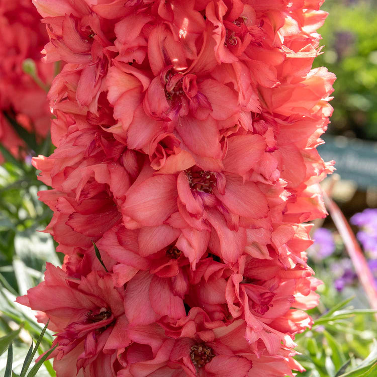 Delphinium Plant 'Red Lark'