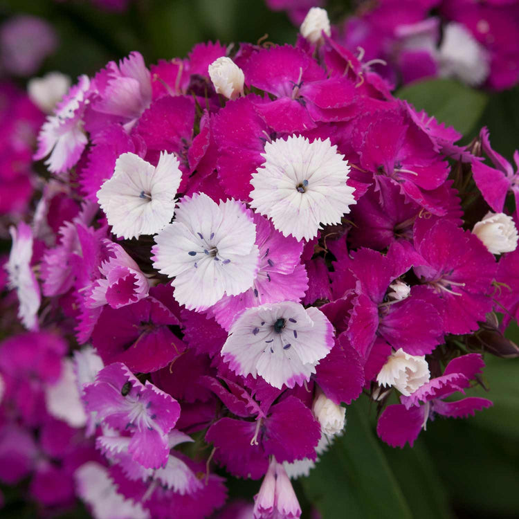 Dianthus Plant 'Dash Magician'