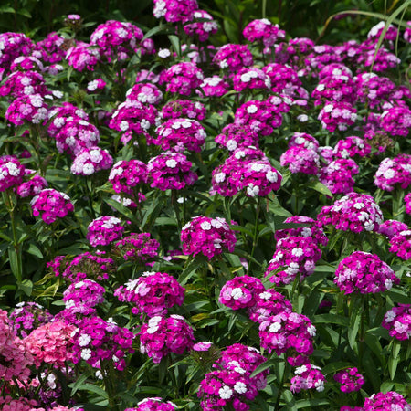 Dianthus Plant 'Dash Magician'