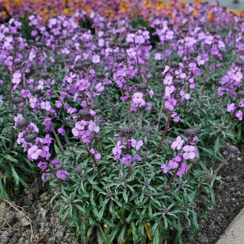 Erysimum Plant 'Bowles Me Away'