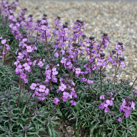 Erysimum Plant 'Bowles Me Away'