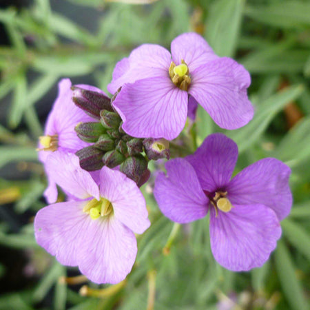 Erysimum Plant 'Bowles Me Away'