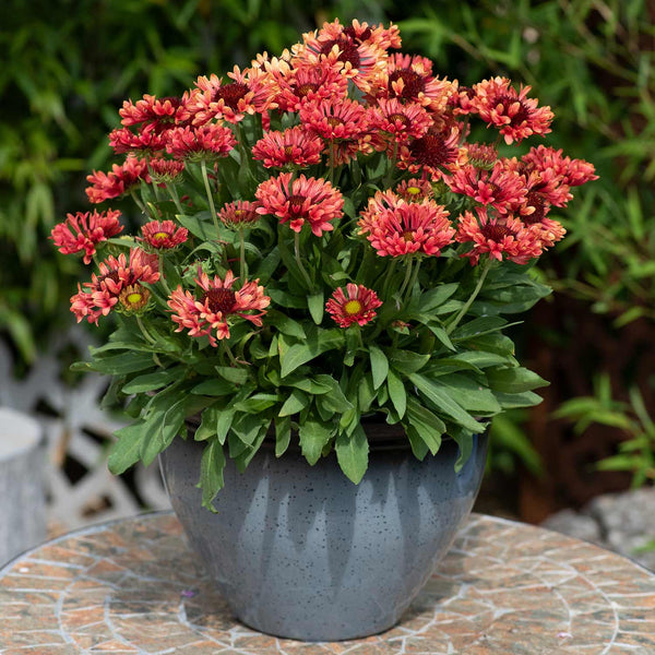 Gaillardia Plant 'Fanfare Coral Glow'