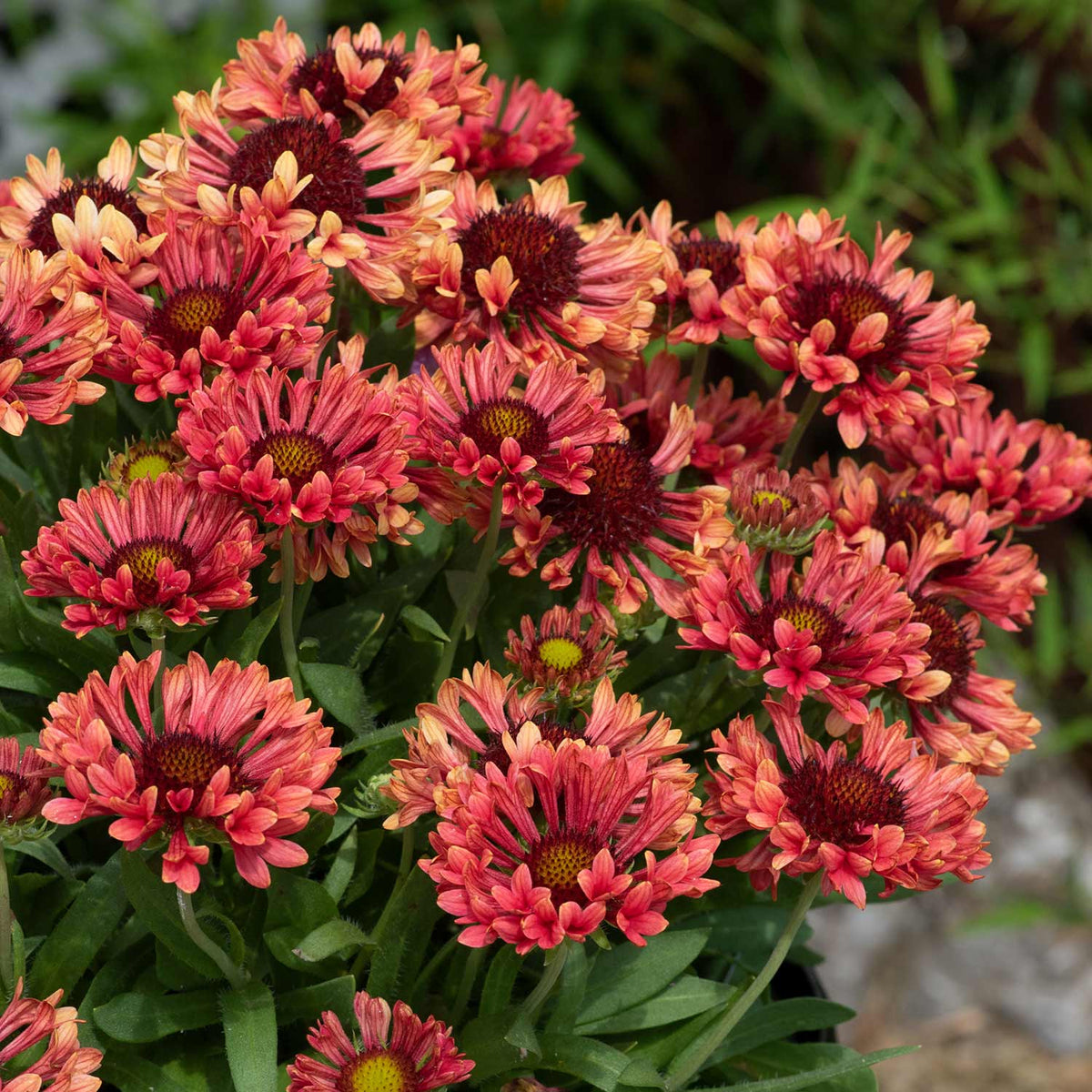 Gaillardia 'Fanfare Coral Glow' 2Ltr Plant Buy Gaillardia Seeds