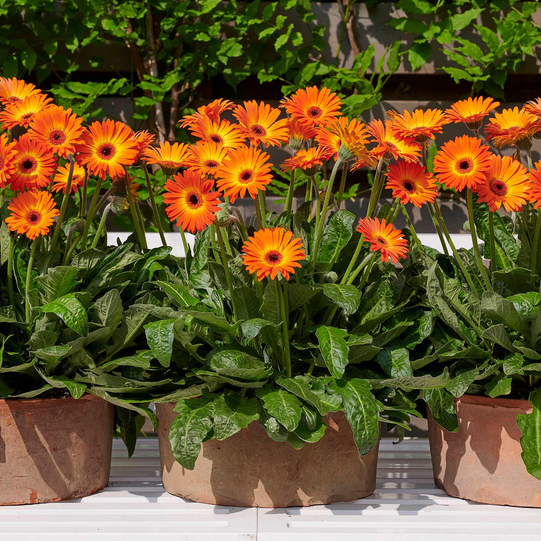 Gerbera Garvinea 'Sweet Sunset' 2L Plant Buy Gerbera Plants Online