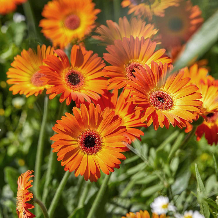 Gerbera Plant 'Sweet Sunset'