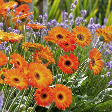 Gerbera Plant 'Sweet Sunset'