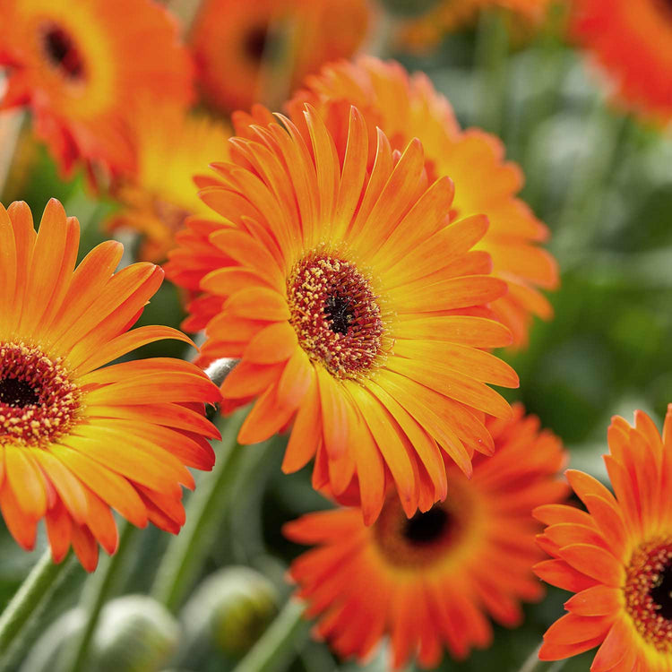 Gerbera Plant 'Sweet Sunset'