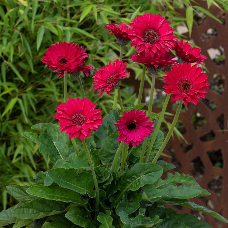 Gerbera Plant 'Garvinea Sweet Sparkle'