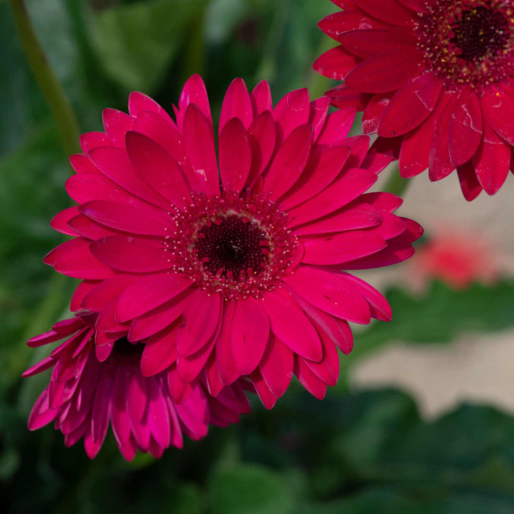 Gerbera Plant 'Garvinea Sweet Sparkle'