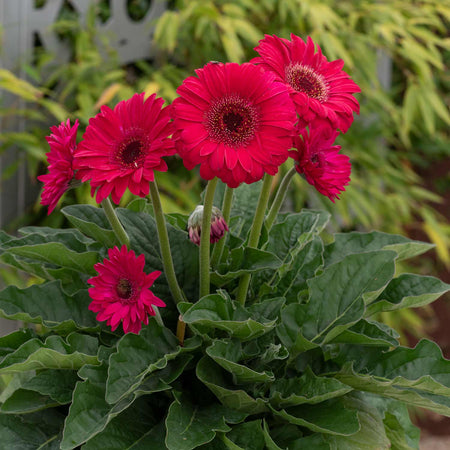 Gerbera Plant 'Garvinea Sweet Sparkle'