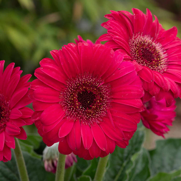 Gerbera Plant 'Garvinea Sweet Sparkle'