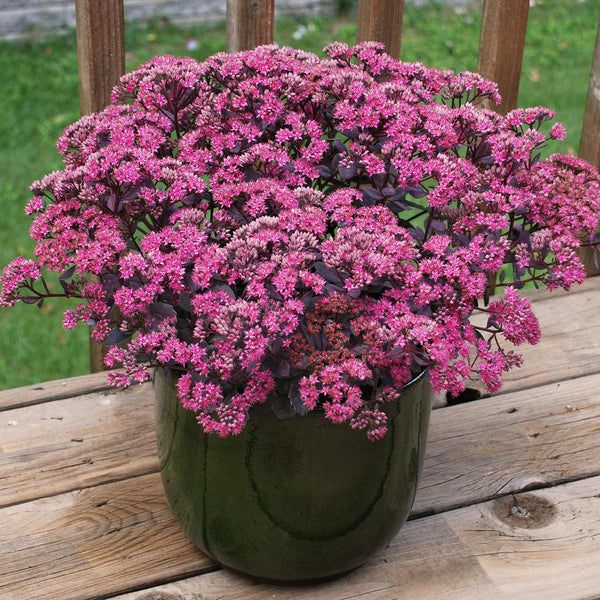 Sedum Plant 'Sunsparkler Dazzleberry'