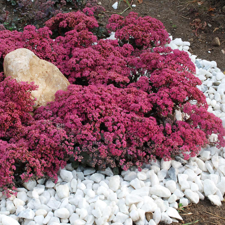 Sedum Plant 'Sunsparkler Dazzleberry'