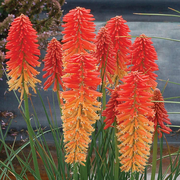 Kniphofia Plant 'Poco Sunset'