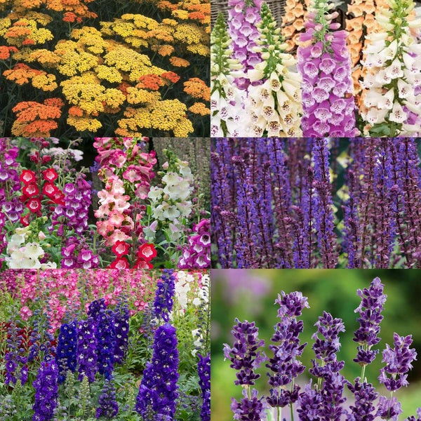 Marshalls Plant 'Cottage Garden Selection'