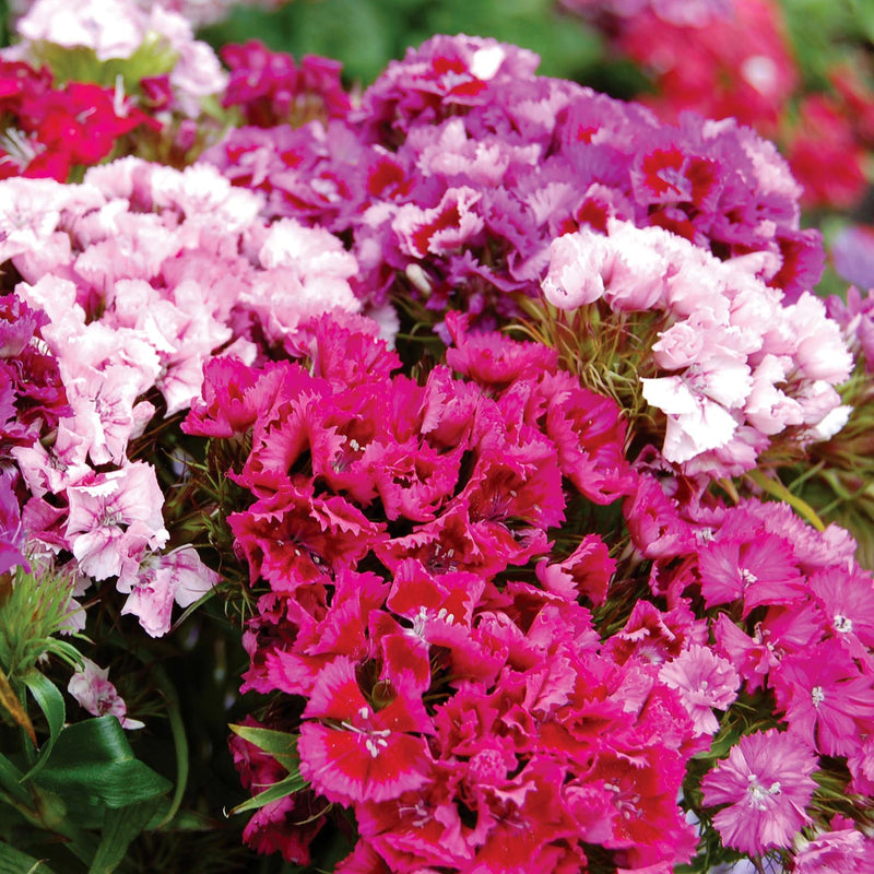 Sweet William Plant 'Heritage Mix Bare Root'