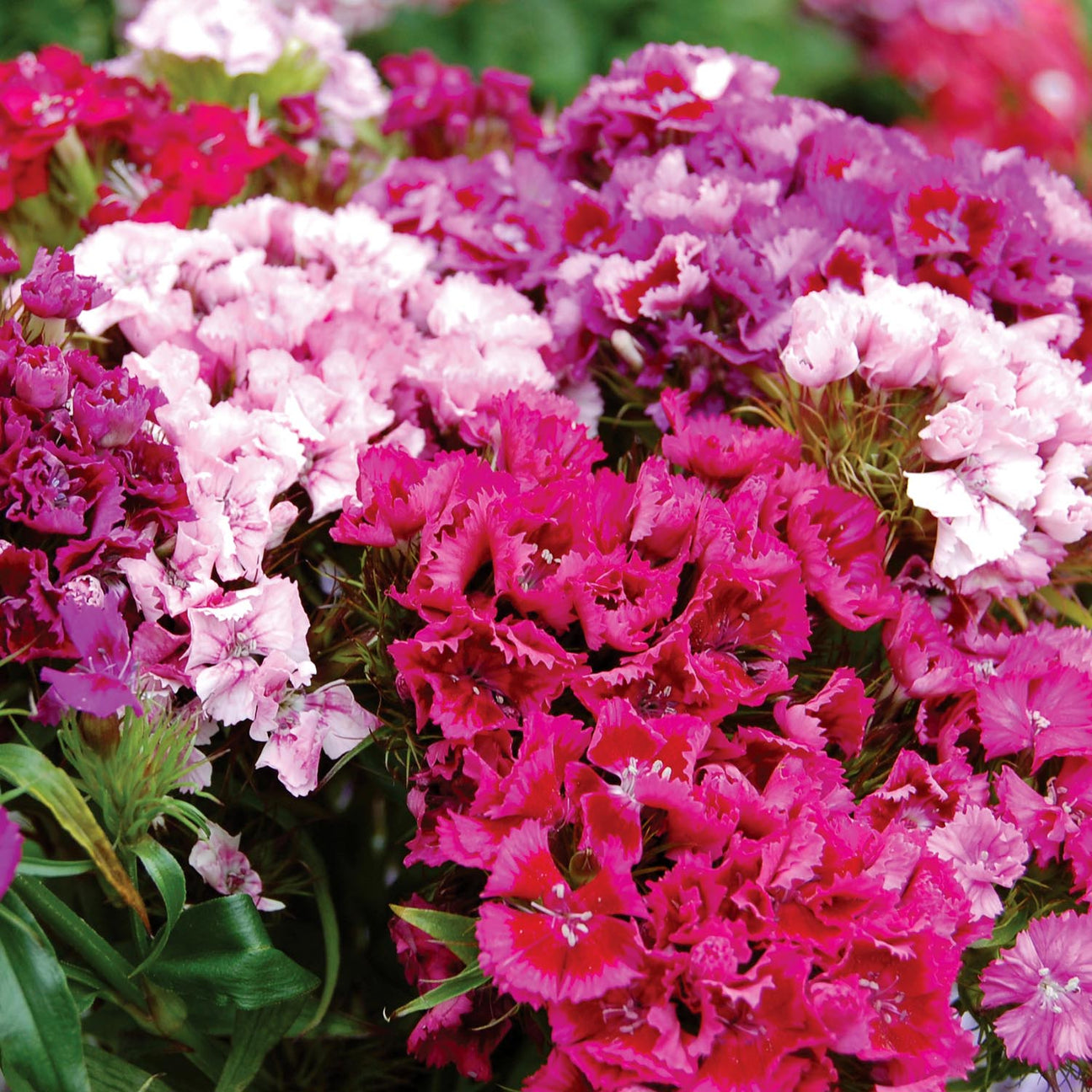 Buy Sweet William Plants Heritage Mix Online marshalls garden