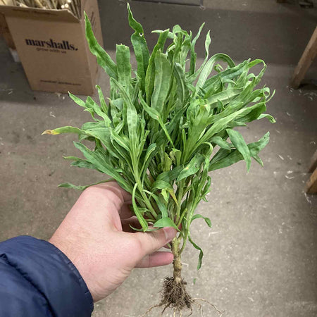 Wallflower Plant 'Tall Mixed Bare Root'