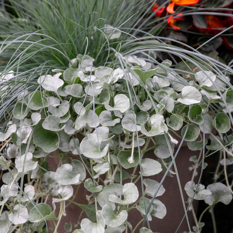 dichondra indoor plant Dichondra Plant 'Silver Falls'