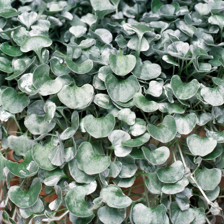 Dichondra Plant 'Silver Falls'