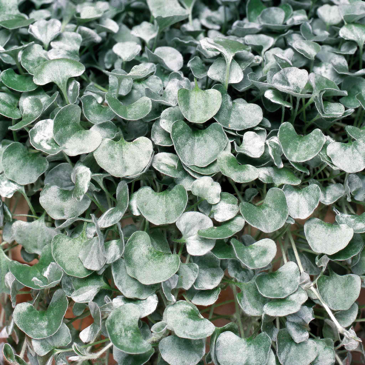 Dichondra 'Silver Falls' - 5 Plants | Buy Dichondra Plants Online ...