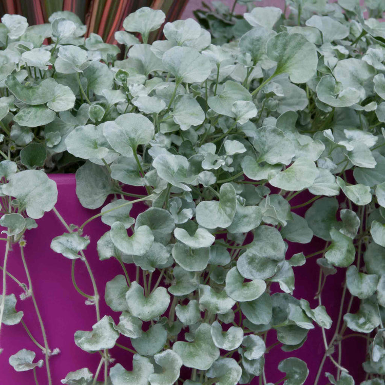 Dichondra Plant 'Silver Falls'