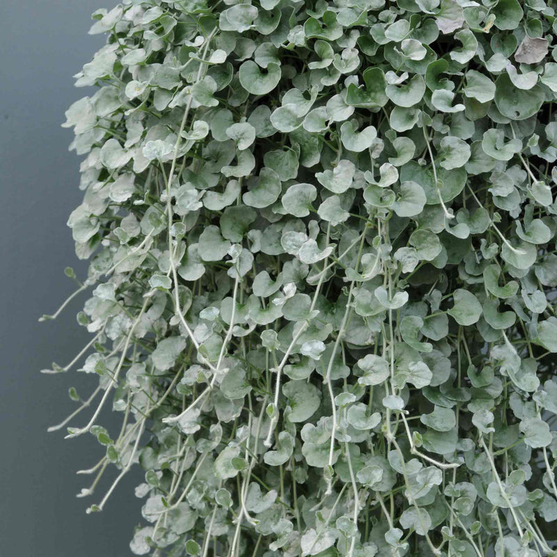 Dichondra Plant 'Silver Falls'