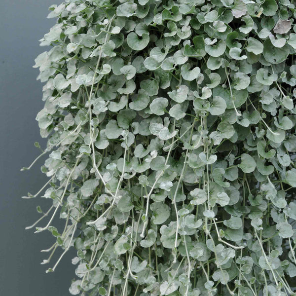 Dichondra Plant 'Silver Falls'