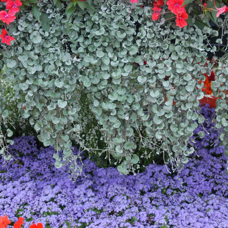 Dichondra Plant 'Silver Falls'