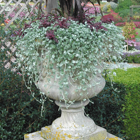 Dichondra Plant 'Silver Falls'