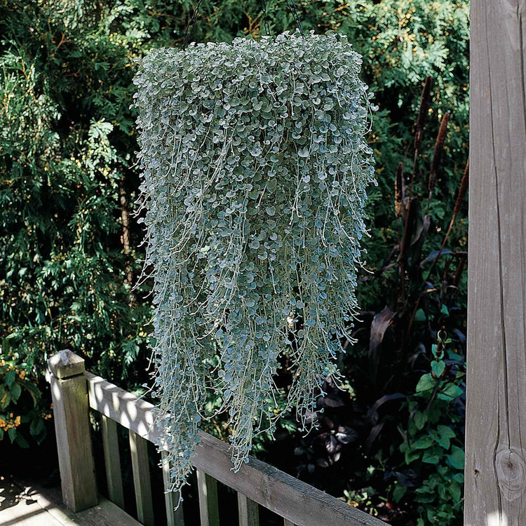 Dichondra Plant 'Silver Falls'