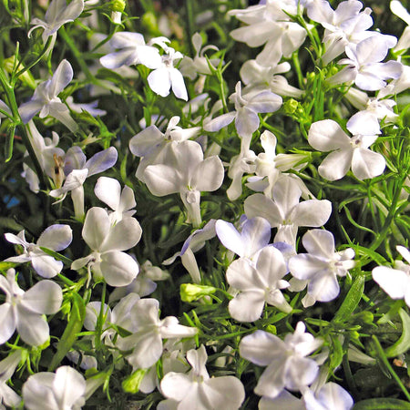 Marshalls Garden Lobelia Plants Waterfall Selection