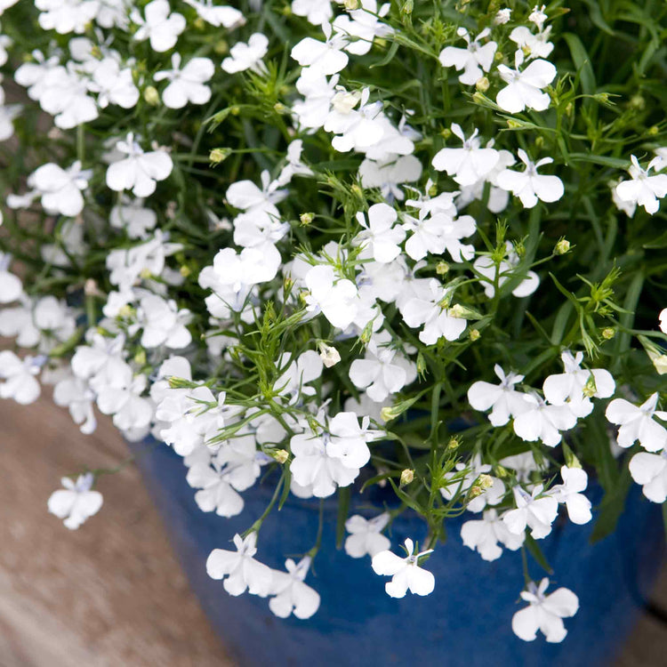 Marshalls Garden Lobelia Plants Waterfall Selection